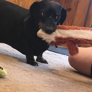 Meet your Posher, Morgano